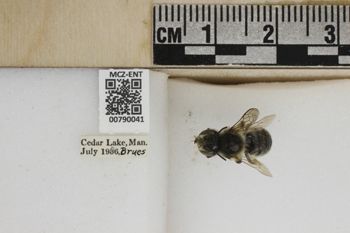 Media type: image;   Entomology 790041 Aspect: Labels